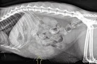 left lateral abdominal radiographs from an adult cat presented with acute vomiting and diagnosed with intestinal intussusception